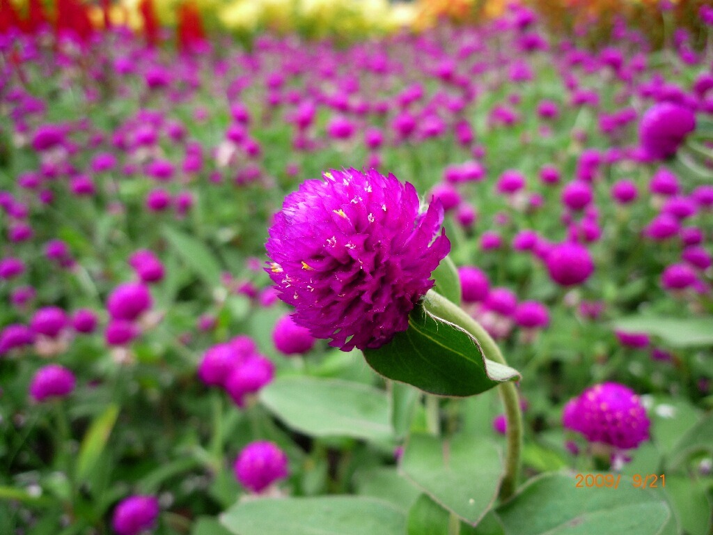 vườn hoa Bách Nhật